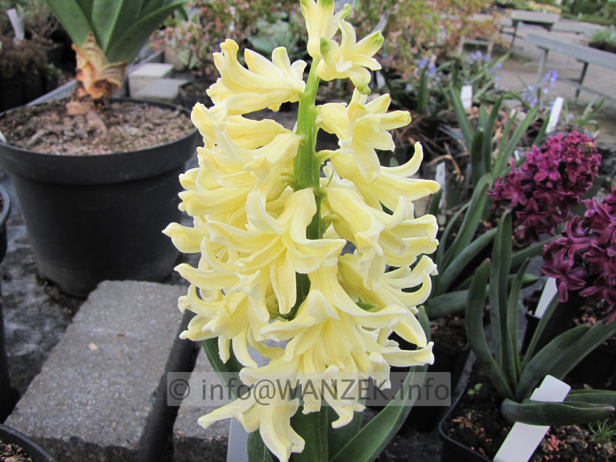 Hyazinthus gelb3.JPG